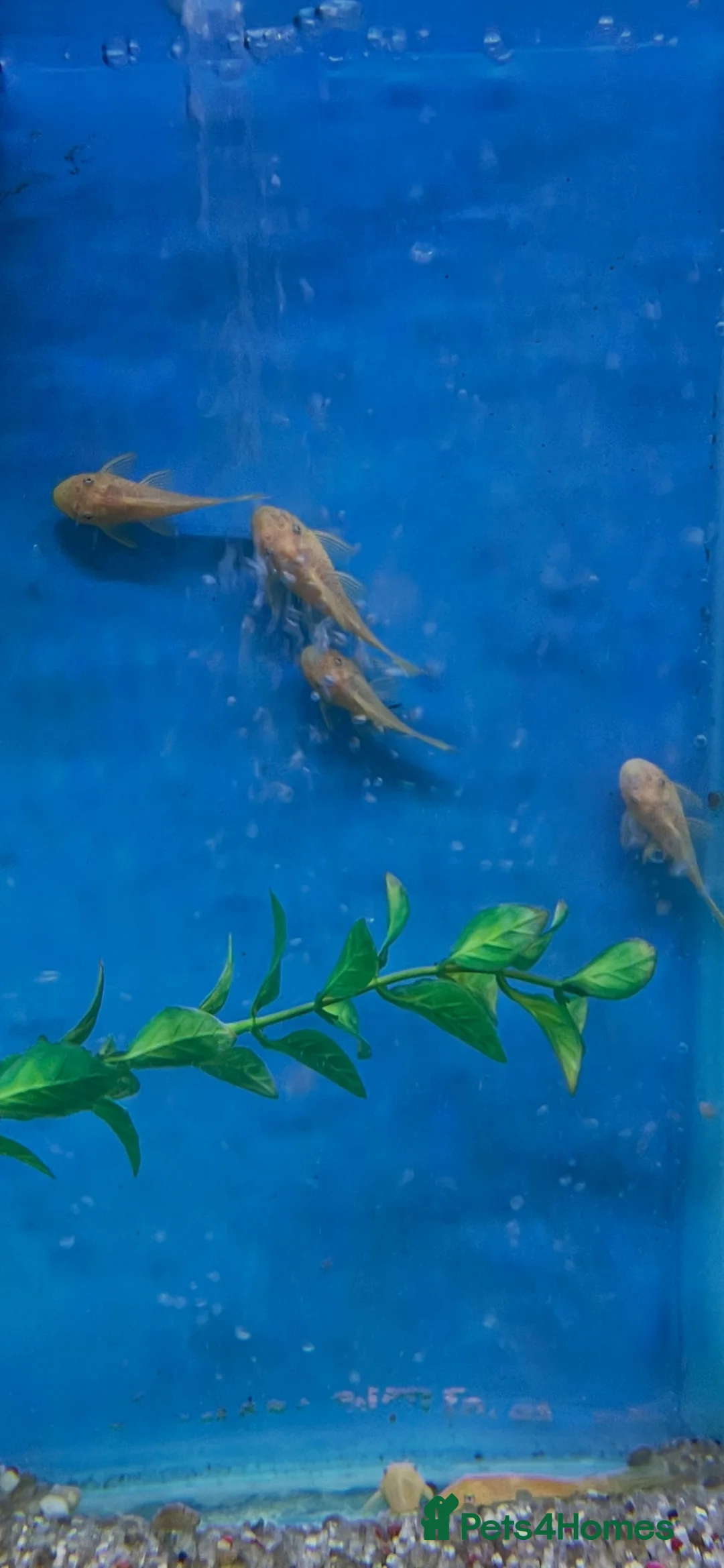 Catfish fish for sale: Blue eyed lemon bristlenose catfish in Leighton Buzzard - Advert 3