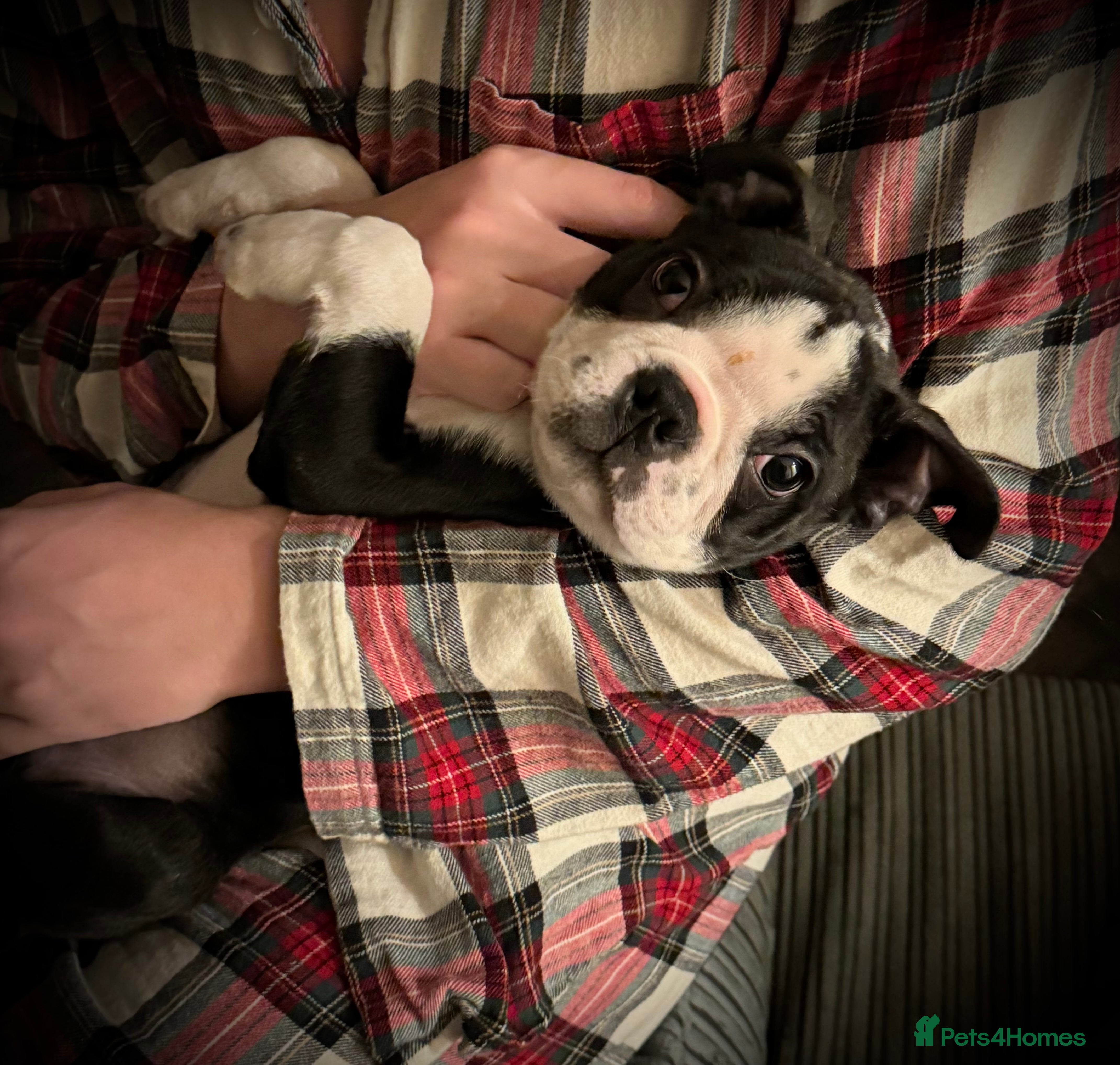 Boston Terrier dogs Boston Terrier Boy, Kc Registered - Advert 7