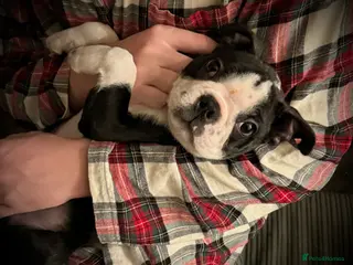 Boston Terrier dogs Boston Terrier Boy, Kc Registered - Advert 7