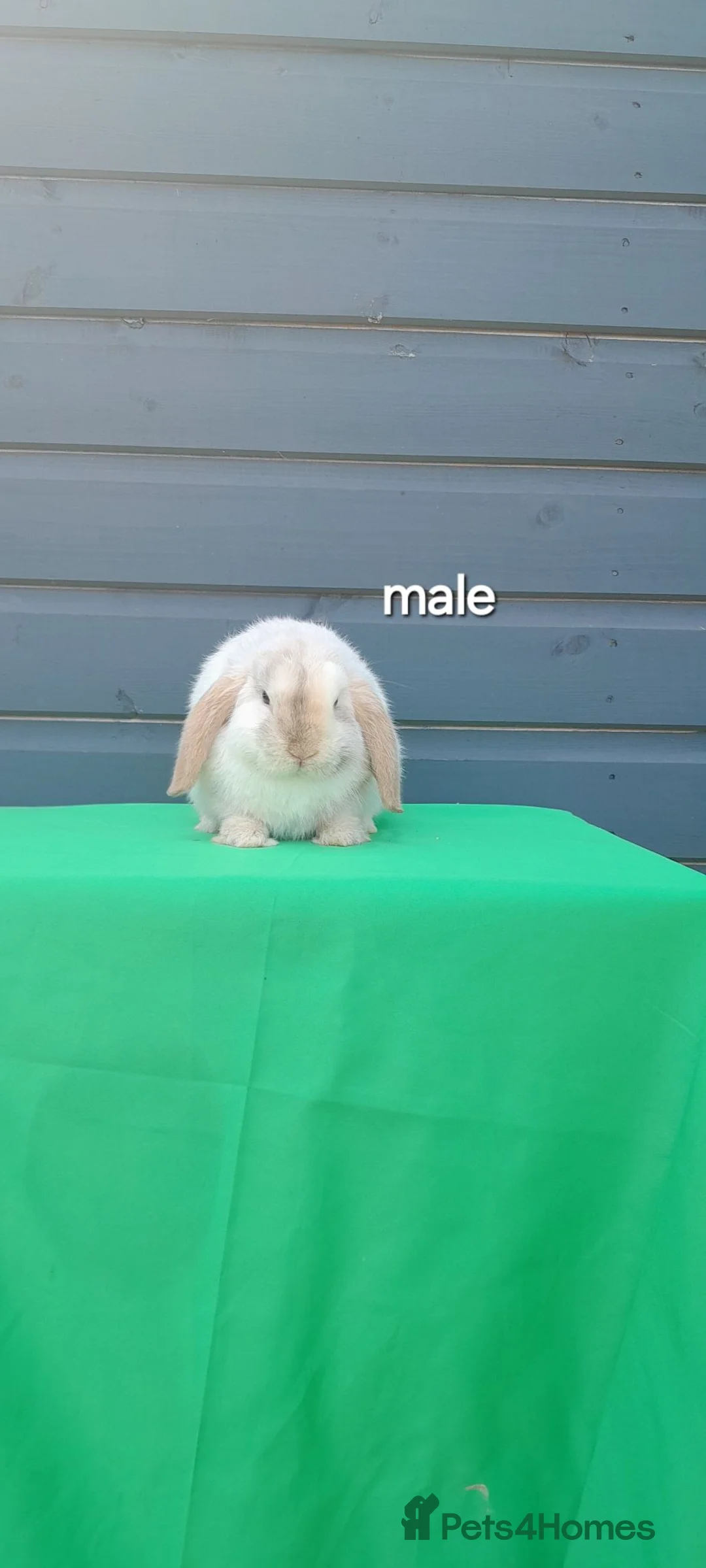 Mini Lop rabbits for sale: Purebred mini lop rabbits ready to leave  - Advert 9