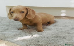 Miniature Dachshund dogs for sale: Miniature dachshunds - Image 5