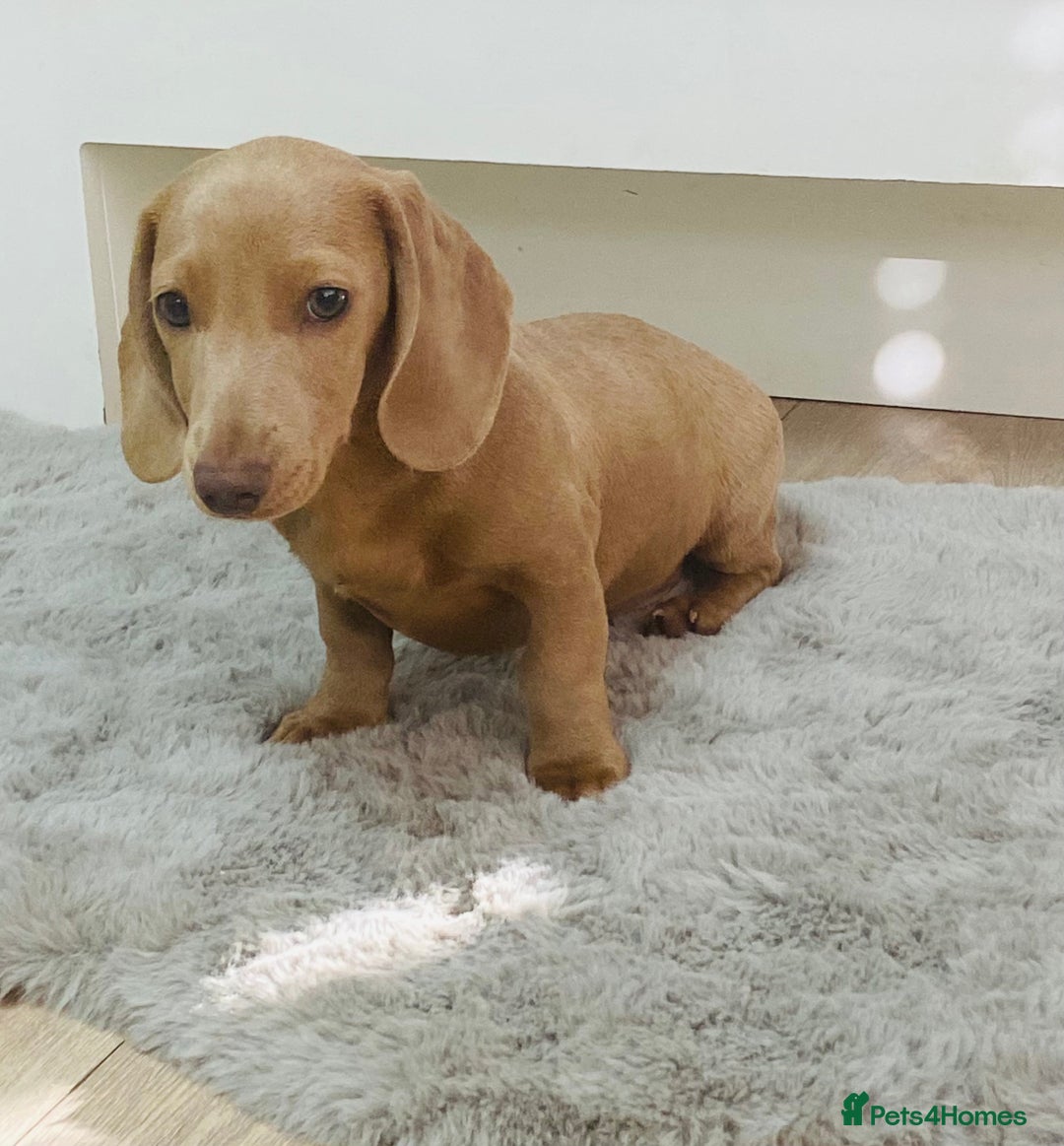 Miniature Dachshund dogs for sale: Miniature dachshunds - Image 5