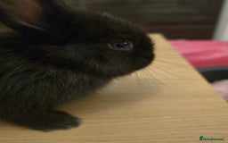 Netherland Dwarf rabbits for sale: Last baby girl Netherland Dwarf - Image 5