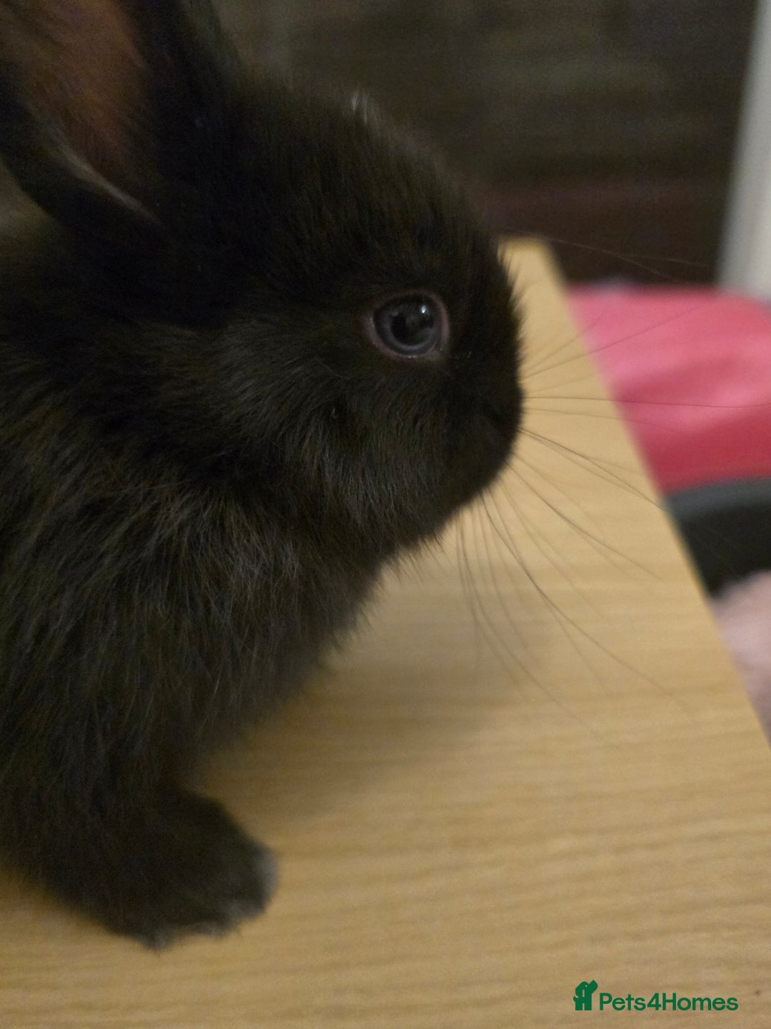 Netherland Dwarf rabbits for sale: Last baby girl Netherland Dwarf - Image 5