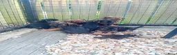 Border Terrier dogs for sale: Border terrier puppies  - Advert 5