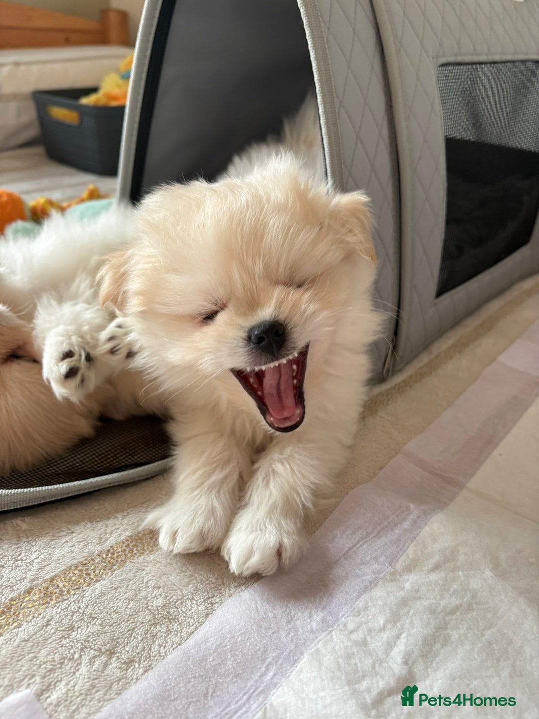 Pomapoo dogs for sale: Pomapoo Puppy - Advert 7