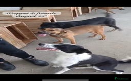 Mixed Breed dogs for adoption: Muppet, 18 months. Available for adoption. - Image 9