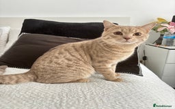 British Shorthair cats for sale: British short hair/ bengal mixed breed - Image 2
