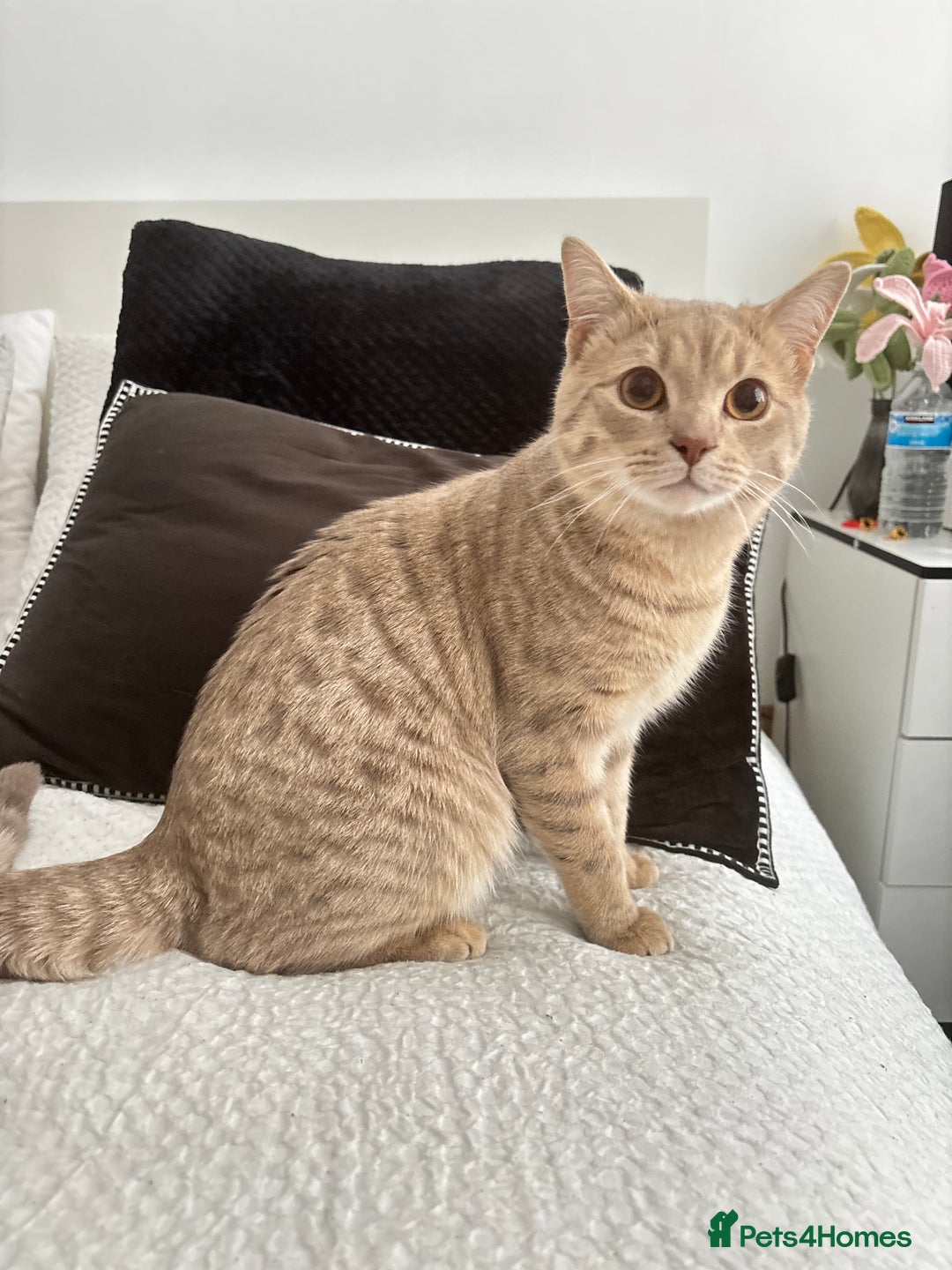British Shorthair cats for sale: British short hair/ bengal mixed breed - Image 2