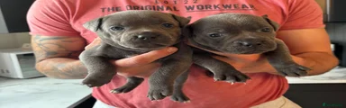 Staffordshire Bull Terrier Puppy 3