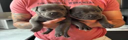 Staffordshire Bull Terrier dogs for sale: Beautiful Blue Staffordshire Bull Terriers🤍 in Llanybydder - Advert 38