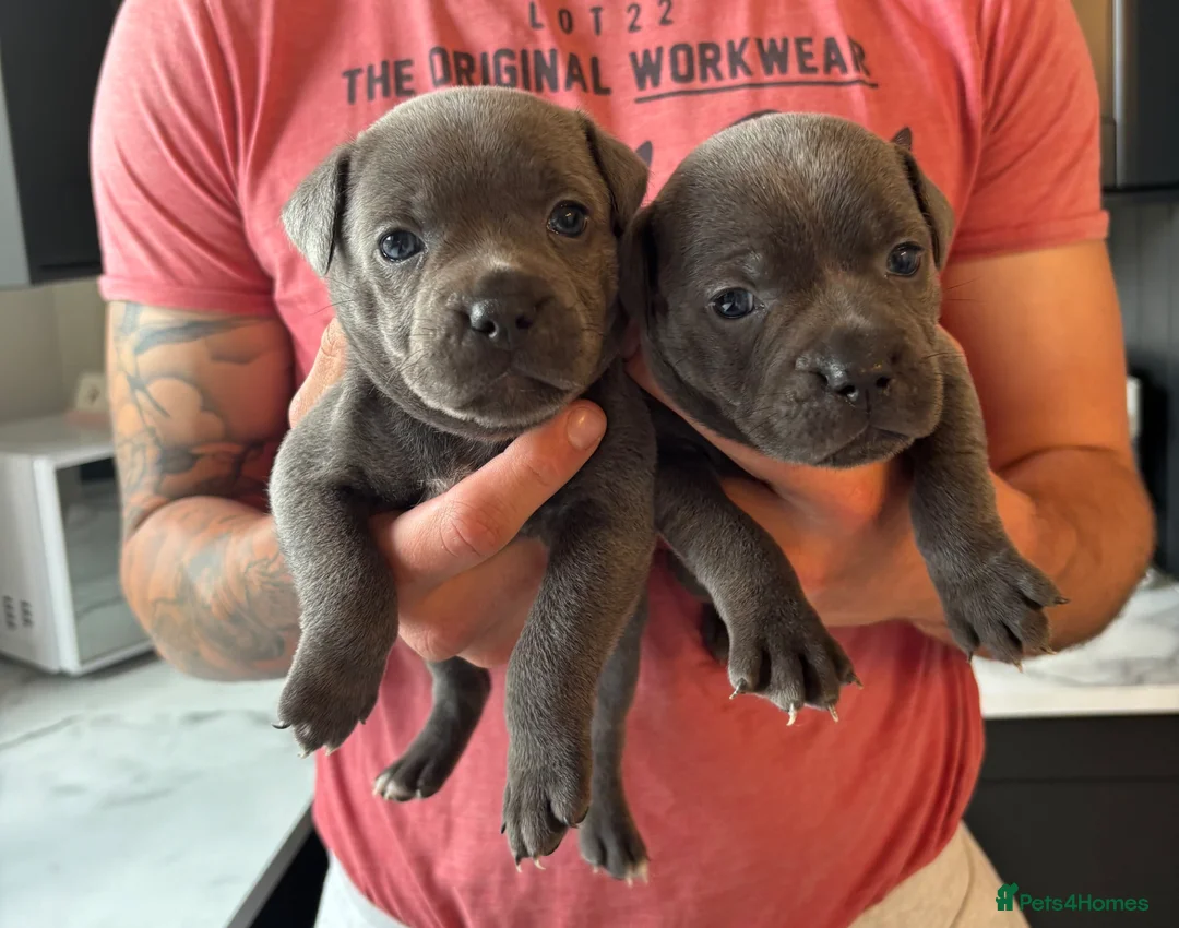 Staffordshire Bull Terrier dogs for sale: Beautiful Blue Staffordshire Bull Terriers🤍 in Llanybydder - Advert 38