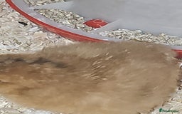 Chickens poultry for sale: Cream legbar chicks  - Image 6