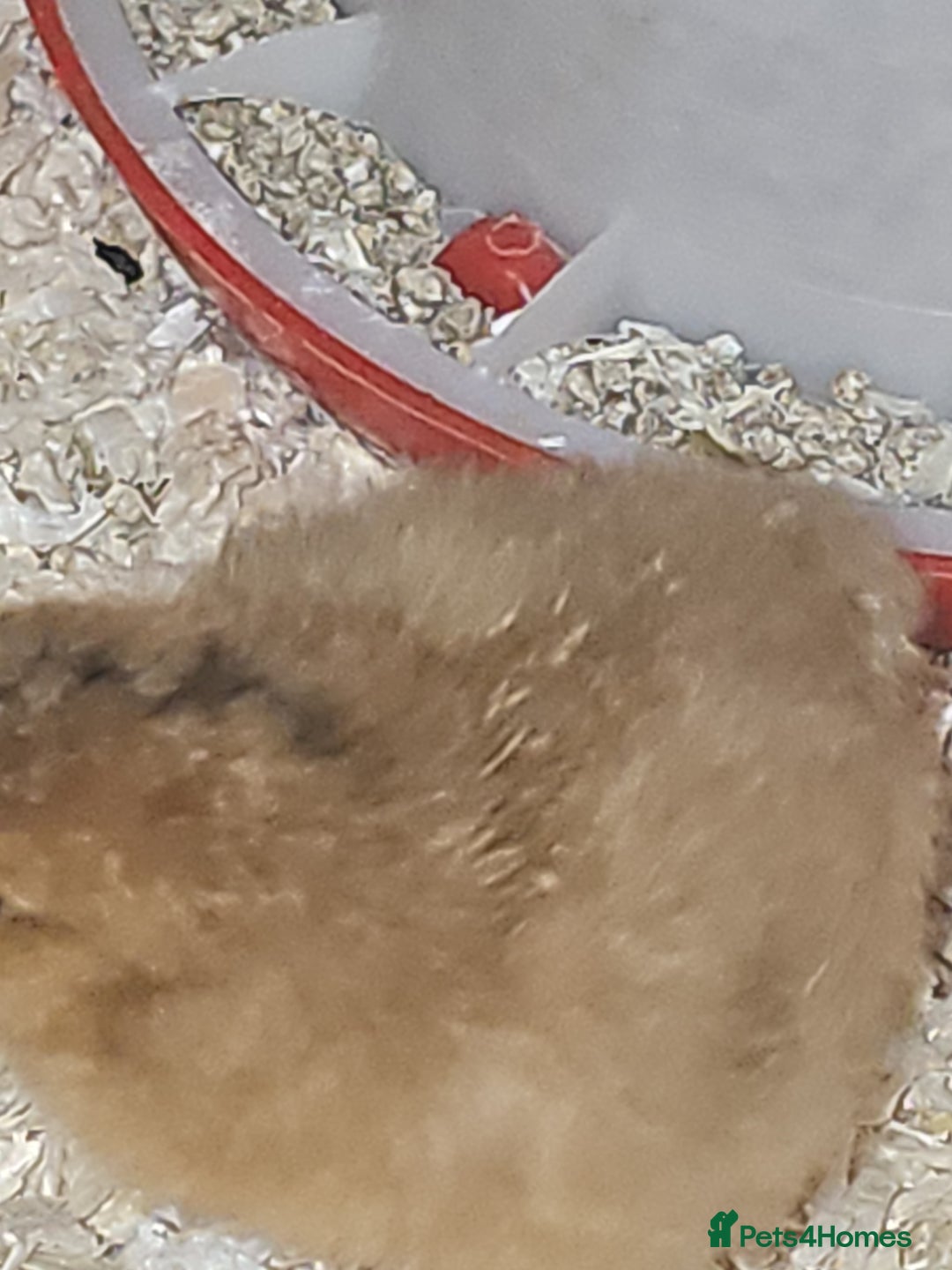 Chickens poultry for sale: Cream legbar chicks  - Image 6