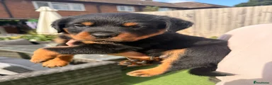 Rottweiler 6