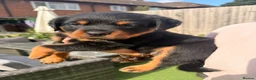 Rottweiler dogs for sale: Not tobe missed Beautiful strong healthy pups  - Advert 12