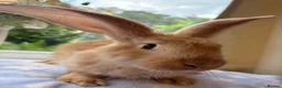 Continental Giant rabbits for sale: Continental Giant baby bunnies  - Advert 1