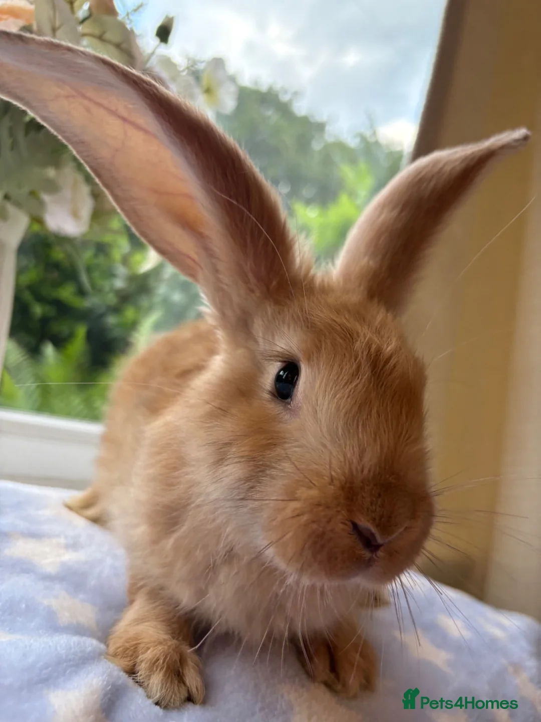 Continental Giant rabbits for sale: Continental Giant baby bunnies  - Advert 1