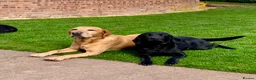 Labrador Retriever dogs for sale: KC Registered Labrador Retriever - 2 girls & 1 boy - Advert 11