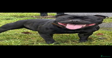 Staffordshire Bull Terrier dogs - Advert 12
