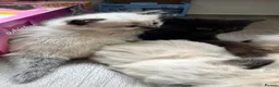 Ragdoll cats for sale: 2 beautiful ragdolls ready for their forever home - Advert 13