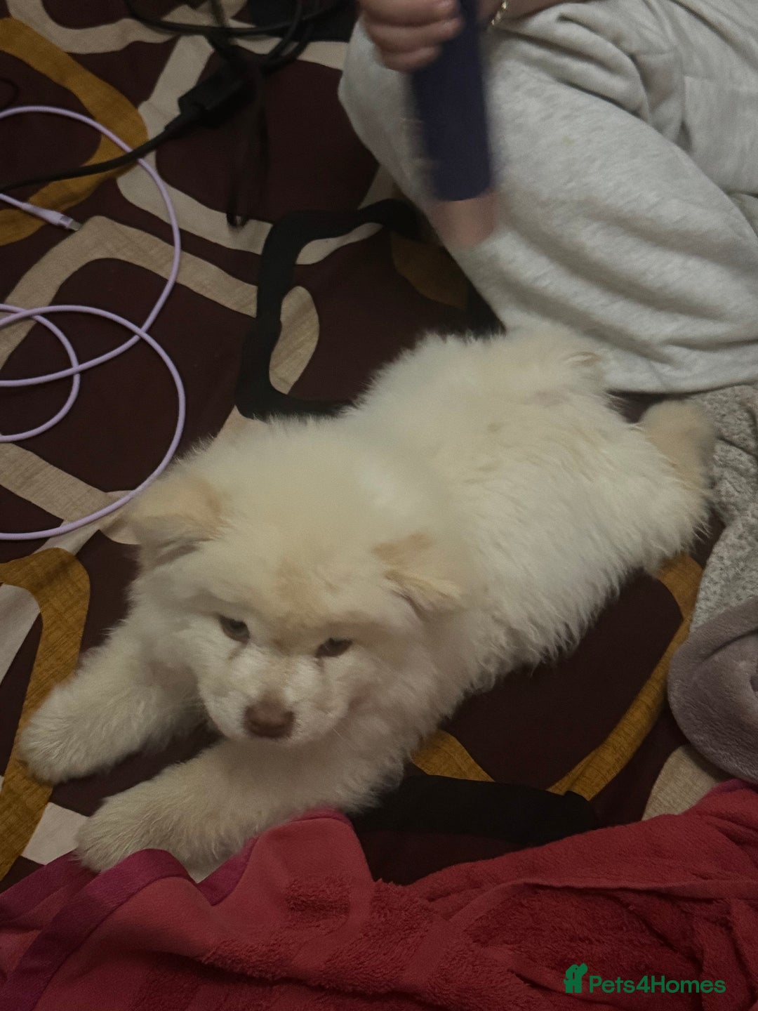 Chow Chow dogs for sale: Chow chow puppy  - Image 2