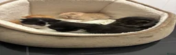 Mixed Breed cats for sale: Kittens looking for there forever homes in Farnham - Advert 10