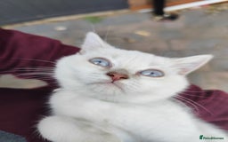 British Shorthair cats for sale: British short hair pure breed - Image 22