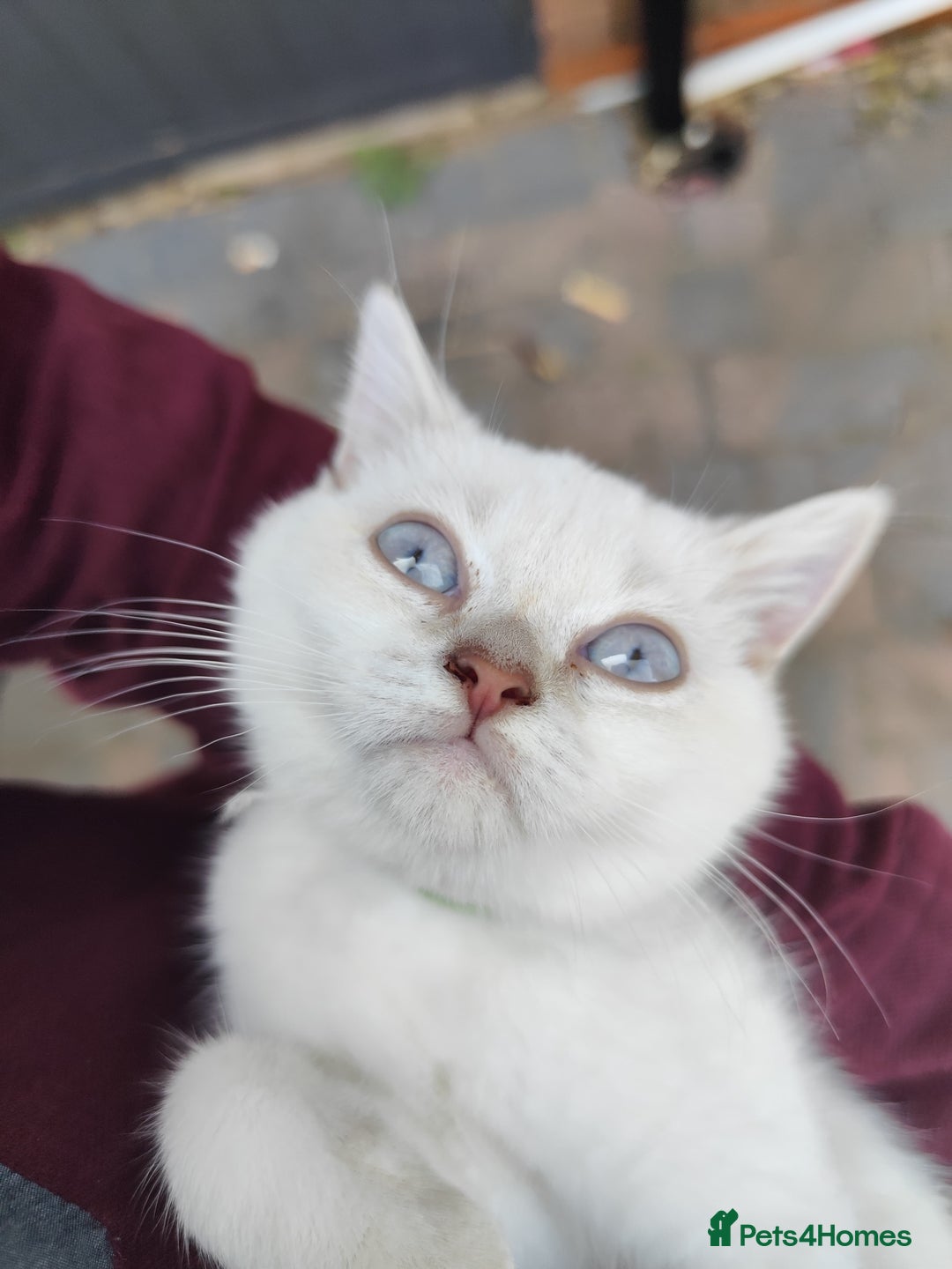 British Shorthair cats for sale: British short hair pure breed - Image 22