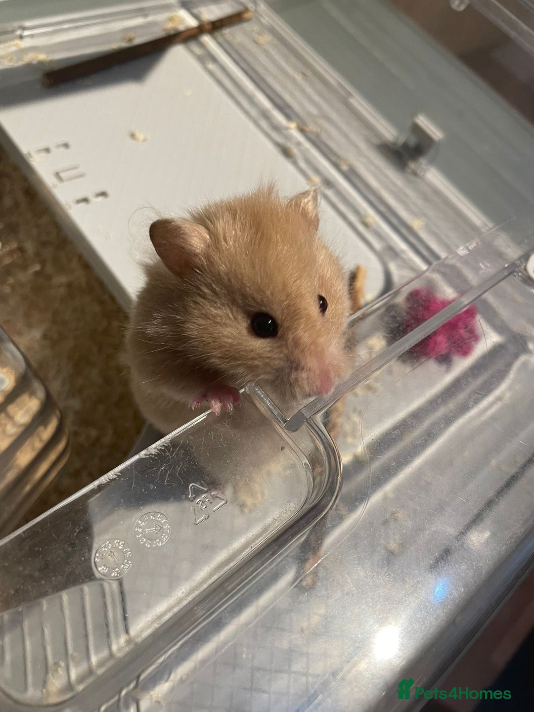 Hamster rodents for sale: Syrian Hamster for sale! - Advert 4