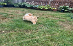 Tibetan Terrier dogs for sale: Tibetan terrier puppy. - Image 3