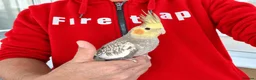 Cockatiels birds for sale: super silly hand tamed baby cockatiel - Advert 9