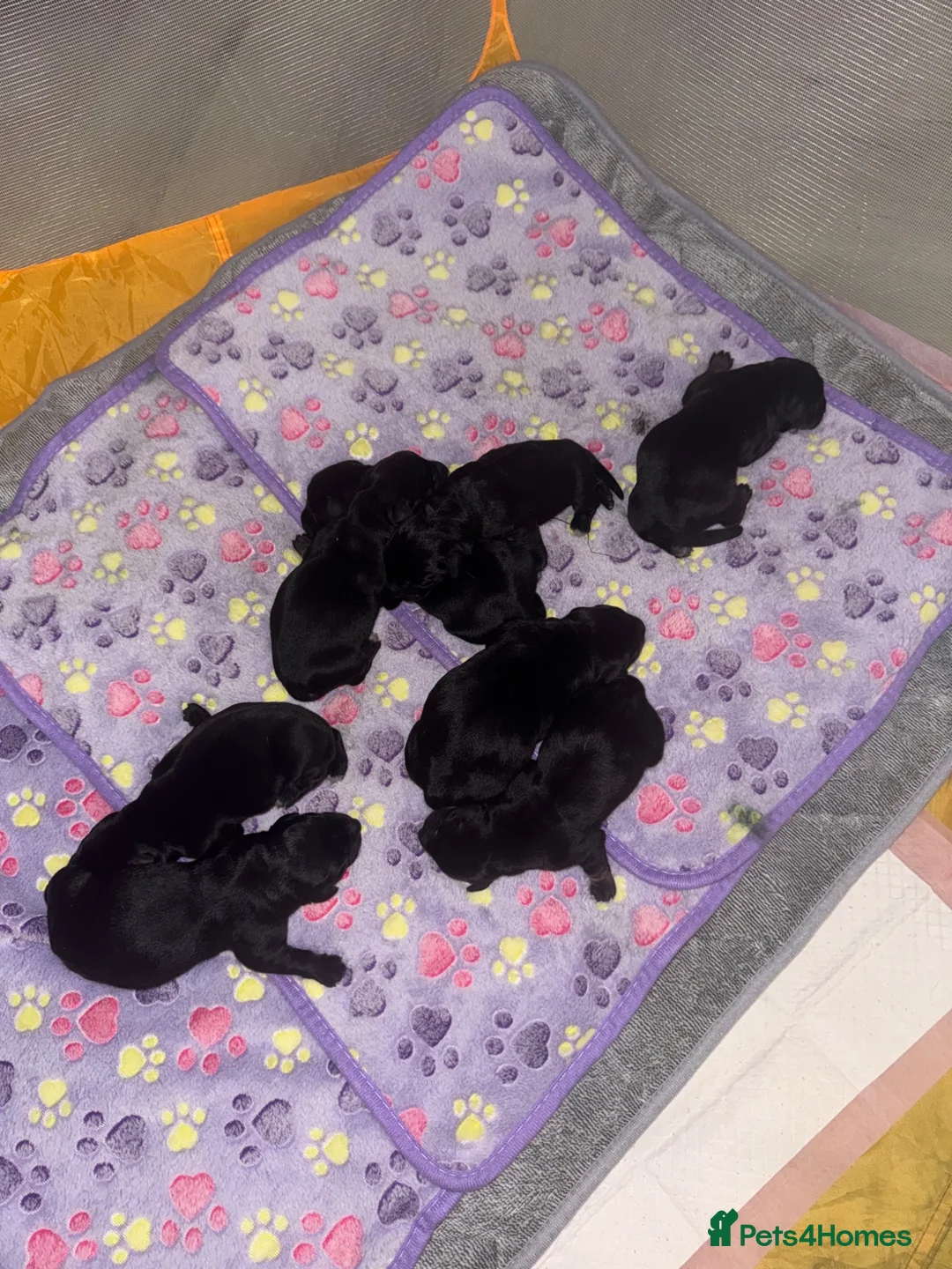Mixed Breed dogs for sale: 🐾 Labrador x Dachshund puppies 🐾  - Advert 12