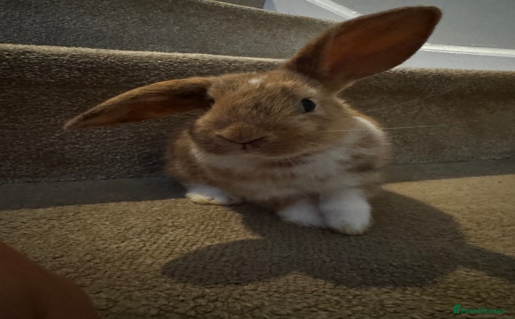 Mini Lop rabbits - Advert 1