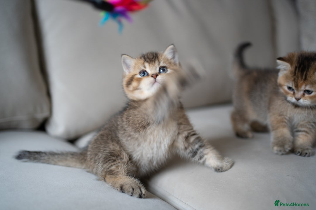 British Shorthair cats for sale: 1 girl available  - Advert 17