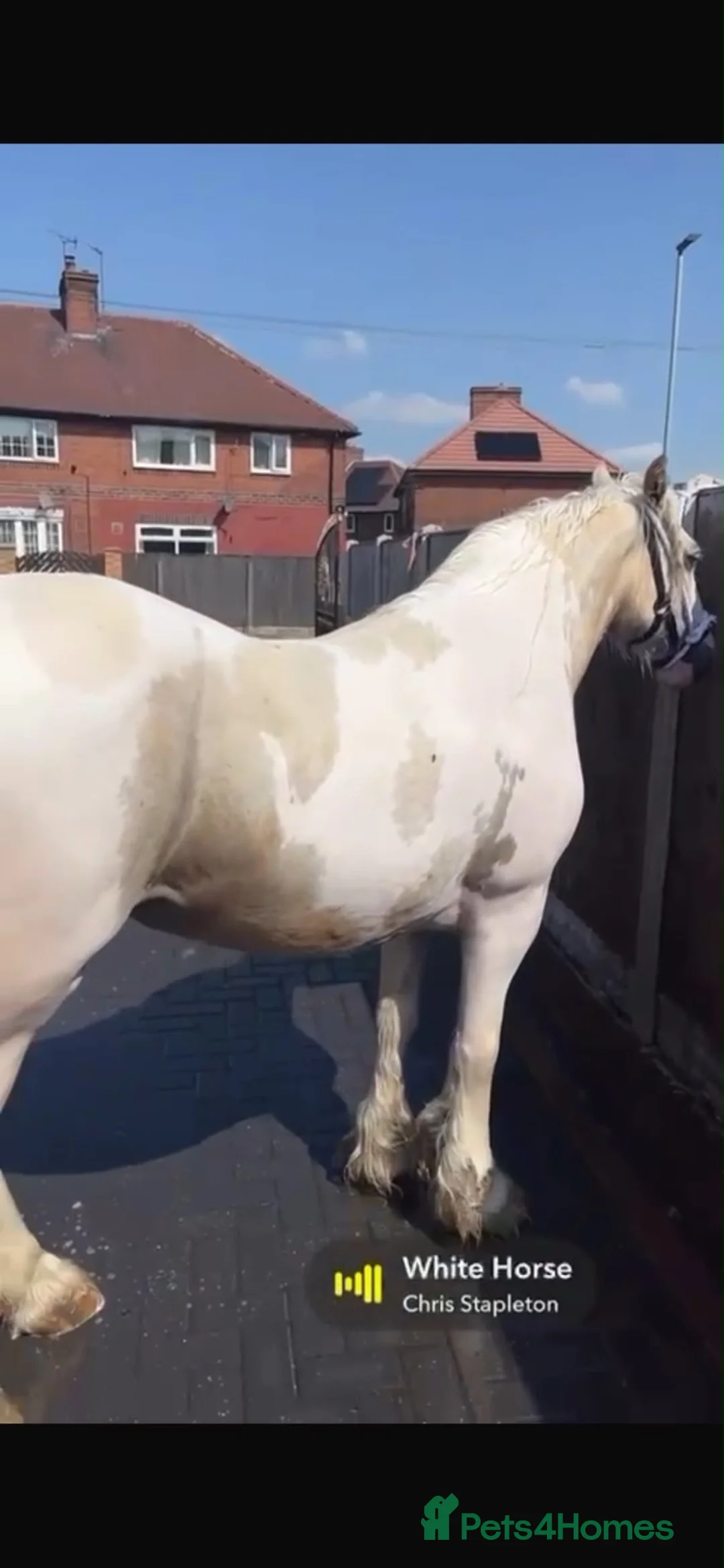 Irish Cob horses for sale: 15hh lemon & roan filly  - Advert 1
