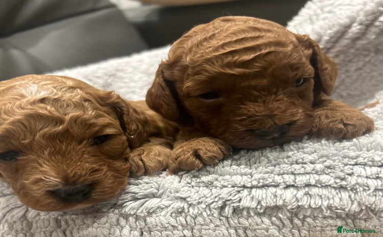 Cavapoo dogs - Advert 6
