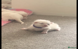 Maine Coon cats for sale: White Maine Coon GCCF - Image 30