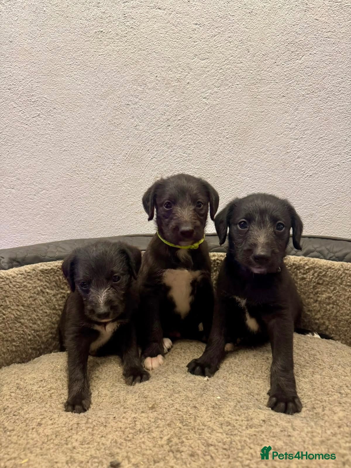 Mixed Breed dogs Beautiful bedlington x whippet puppies  - Advert 9