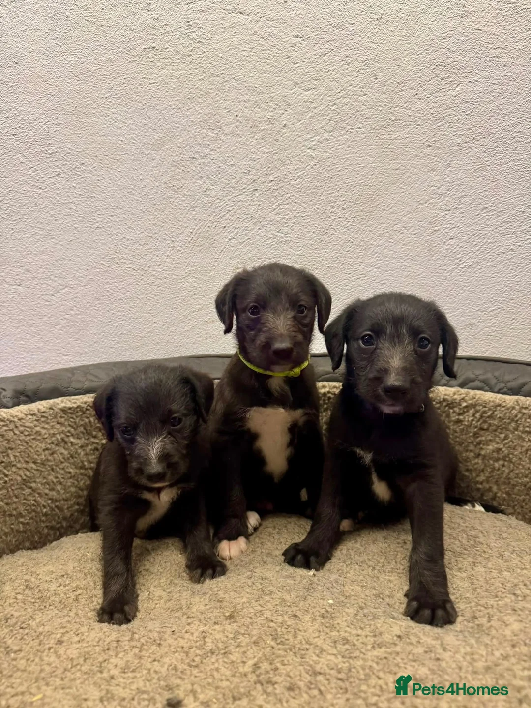 Mixed Breed dogs for sale: Beautiful bedlington x whippet puppies  - Advert 2