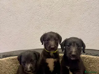 Mixed Breed dogs Beautiful bedlington x whippet puppies - Advert 2