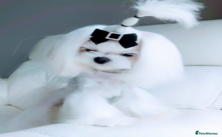 Maltese dogs - Advert 11