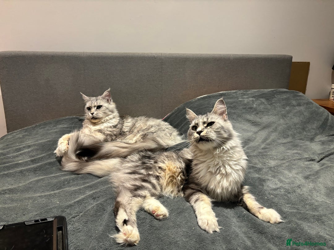 Maine Coon cats for sale: Attention Please ‼️ - Advert 10