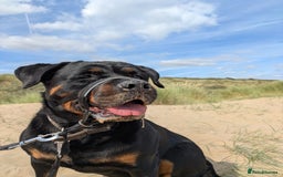 Rottweiler dogs for sale: Maya 7 years  - Image 3