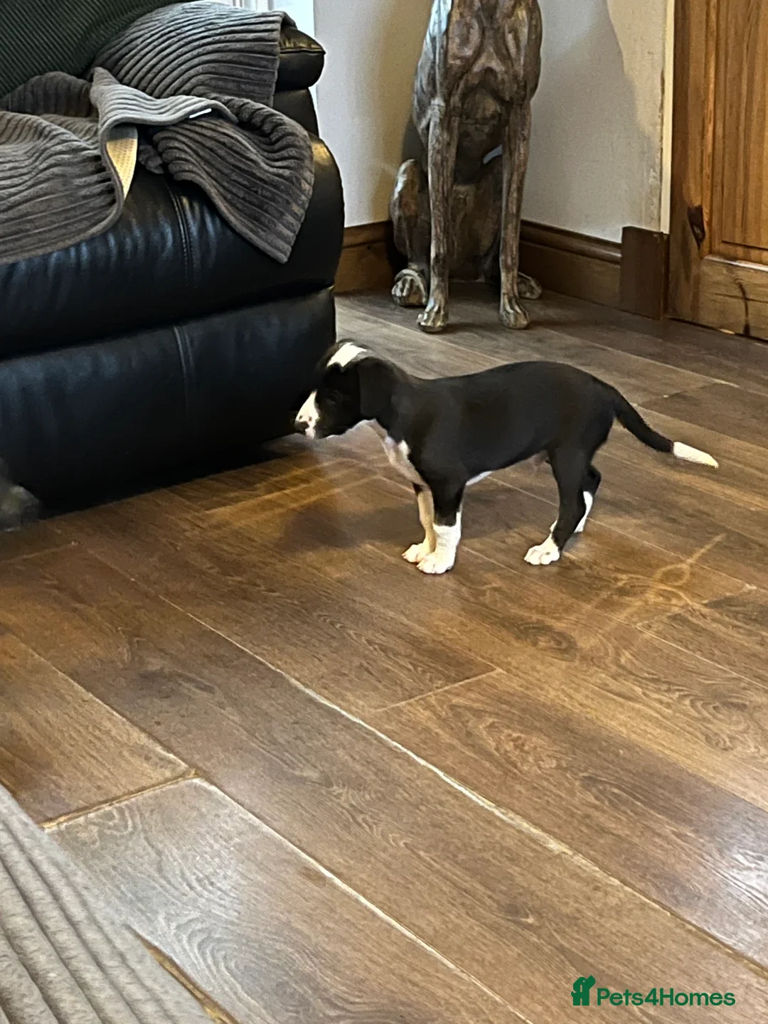 Lurcher dogs for sale: Bedlington Whippet pups for sale - Advert 17