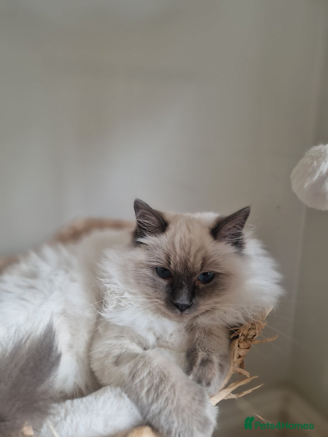 Ragdoll cats for sale: Ragdoll Kitten - Castrated  - Image 2