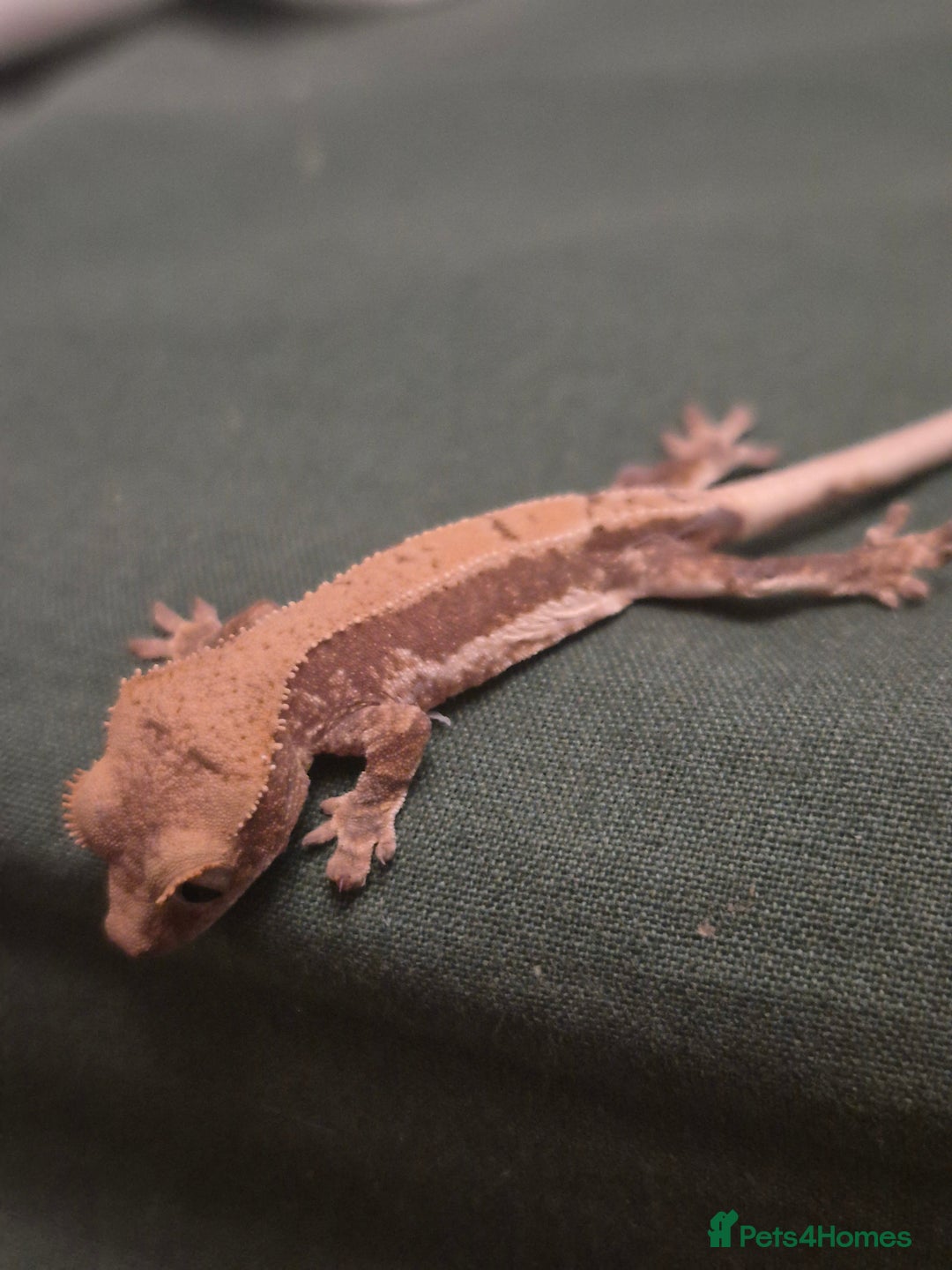 Gecko reptiles for sale: Beautiful Unsexed Crested Geckos ⬇️  - Image 15
