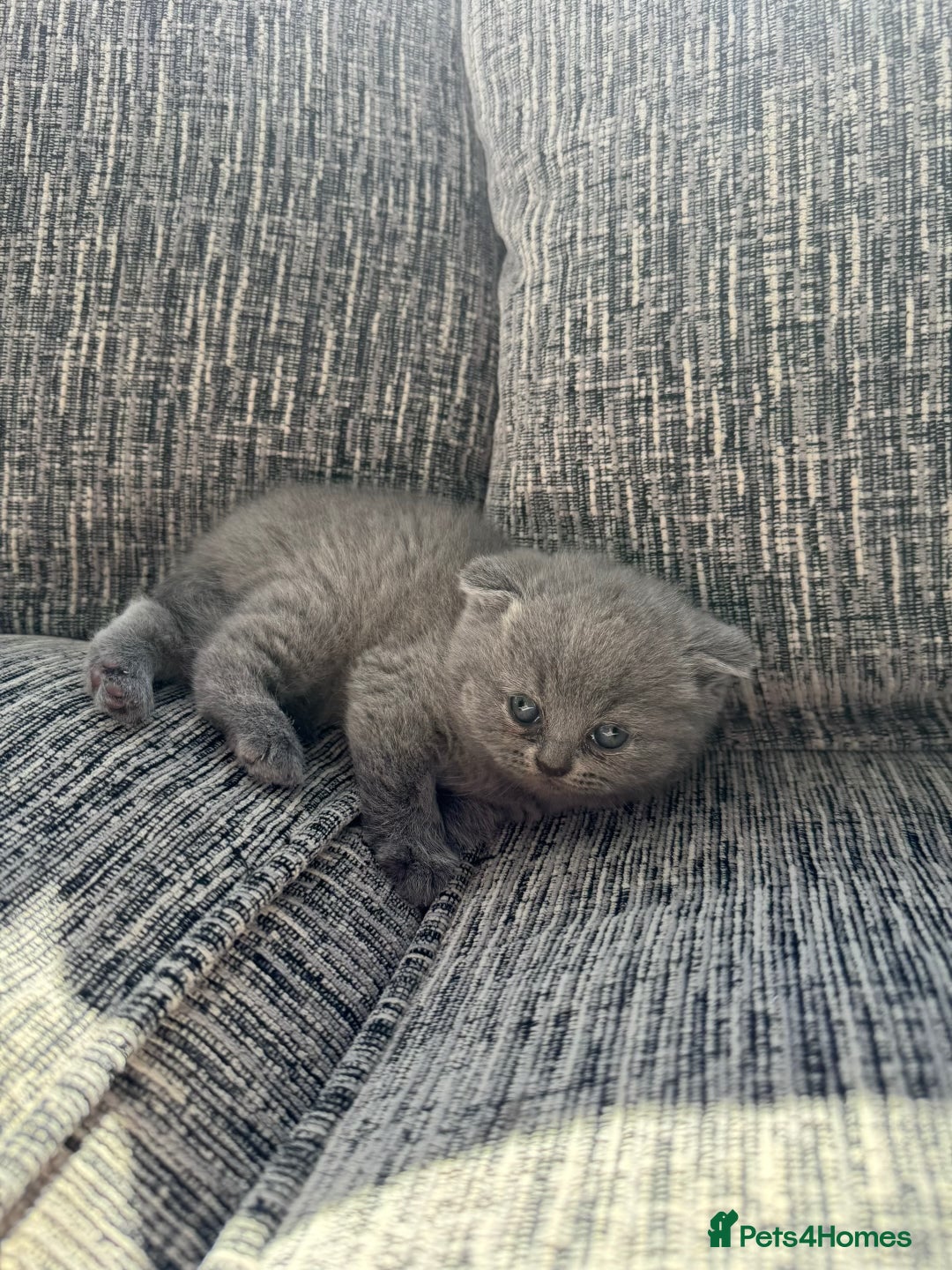 Scottish Fold cats for sale: Beautiful TICA reg Scottish Fold/Straight Kittens  - Image 5