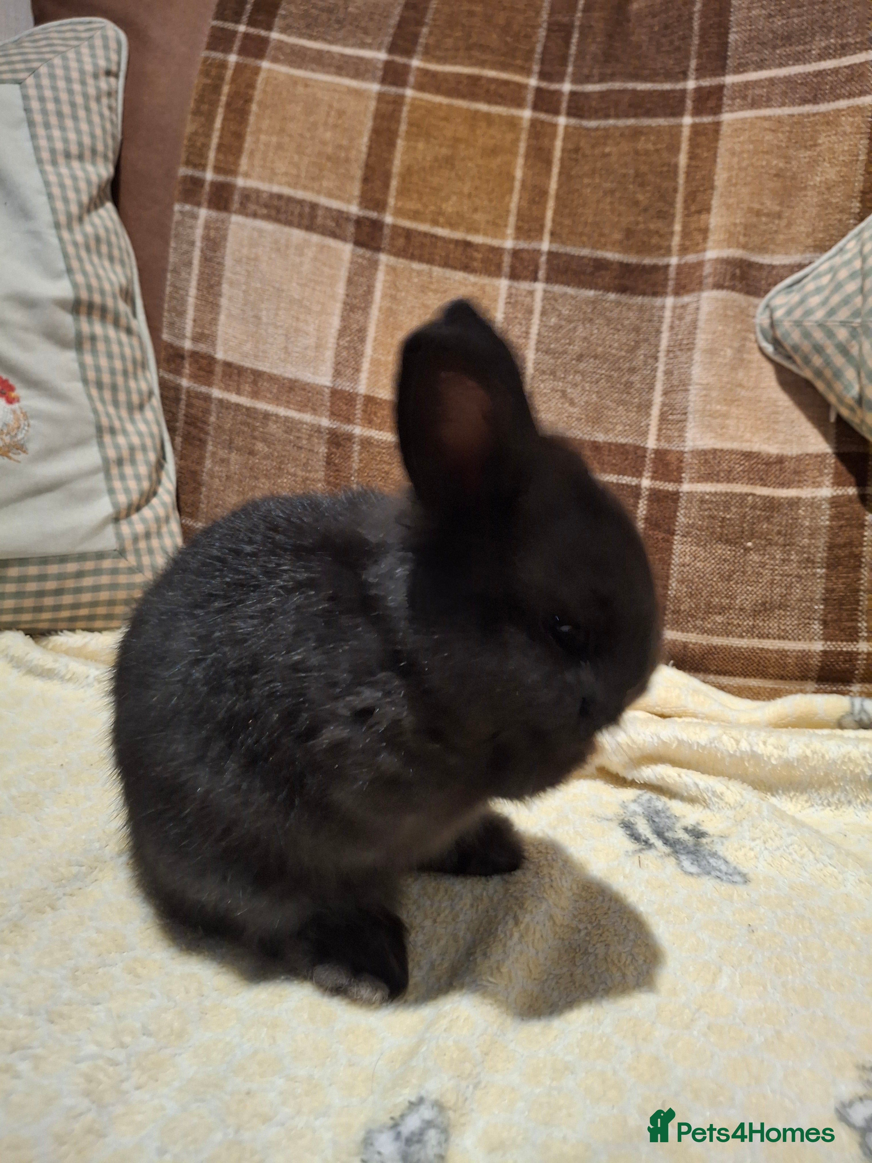 Mixed Breed rabbits Mini lop x dwarf  - Advert 2
