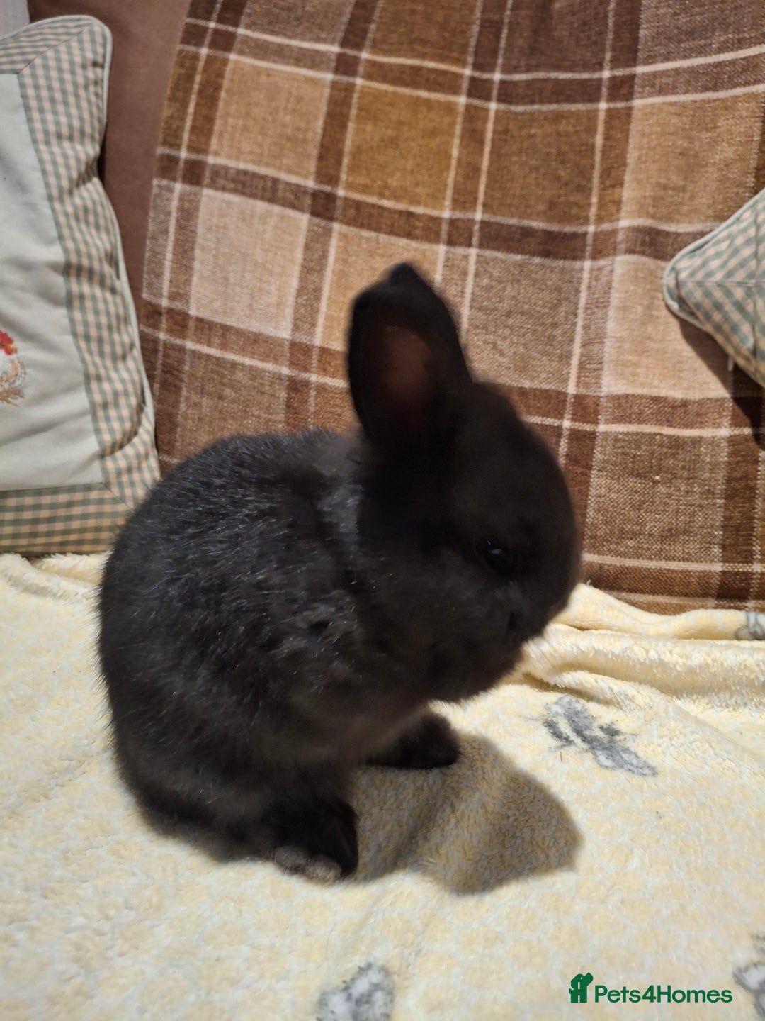 Mixed Breed rabbits for sale: Mini lop x dwarf  - Advert 1